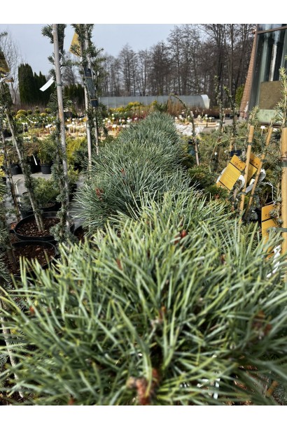 Pinus sylvestris Chantry Blue догляд